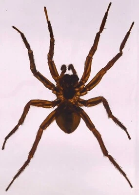 2.8" Real Golden Spider in Clear Lucite Resin Paperweight Arachnoids Taxidermy - Image 1 of 4