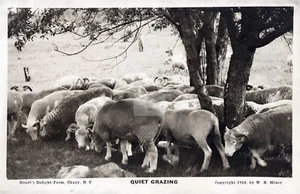 Heart's Delight Farm Chazy NY New York quiet grazing 1910 RPPC Postcard COPY - Picture 1 of 2