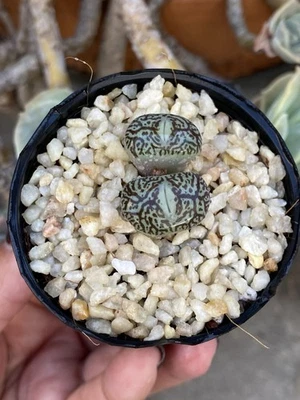 Conophytum Minimum 'Wittebergense' RR714 Live Plant Rare - Image 1 of 4