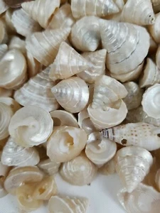 Miniature Beach Seashells Cone Shape Fairy Garden Home Project  Art 8 oz. Lot - Picture 1 of 12