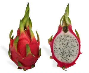 Pitahaya Drachenfrucht -Weißfleischig- 1000 Samen - Bild 1 von 2