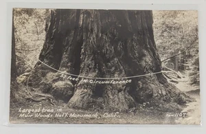 Postcard RPPC California Muir Woods CA Largest Redwood Tree 53 Feet Zan 1107 - Picture 1 of 4