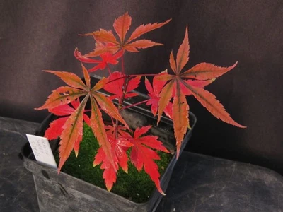 Seed-Grown Acer Palmatum 'Oregon Sunset' Japanese Maple Tree 2025 Seedling 6" - Image 1 of 3
