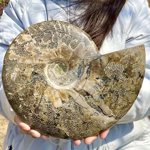 5,35LB Raro esemplare fossile di conchiglia naturale naturale del Madagascar - Foto 1 di 11