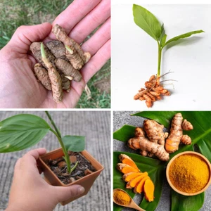 5+ frische Kurkuma-Wurzelpflanze (Kurkuma Longa) lebende Rhizome für pflanzfertig - Bild 1 von 5