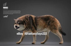 JXK LXF2209A 1/6 brauner Wolf für 12" statisches Tier Actionfigur Modell - Bild 1 von 3