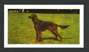 IRISH SETTER 1961 HORNIMANS TEA COLLECTABLE DOG TRADE CARD #10 - Foto 1 di 2