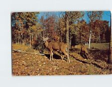 Postcard Doe & Buck Greetings from Eau Claire Wisconsin USA