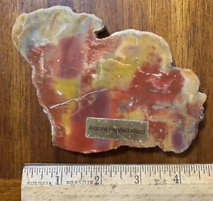 Arizona rainbow color petrified wood paperweight size 4 1/2 x 4 weight 7.9 oz - Picture 1 of 6