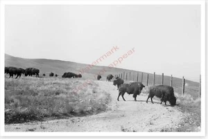 Bison Buffalo Grazing On Flathead Reservation Montana 8x12 Silver Halide Photo - Picture 1 of 1