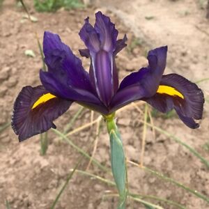 Dutch Iris 'Black Beauty' Pack x10 Bulbs