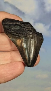 Megalodon Shark Fossil Tooth. 53mm. Boxed. As Shown.  12-15 Million years old. - Foto 1 di 5