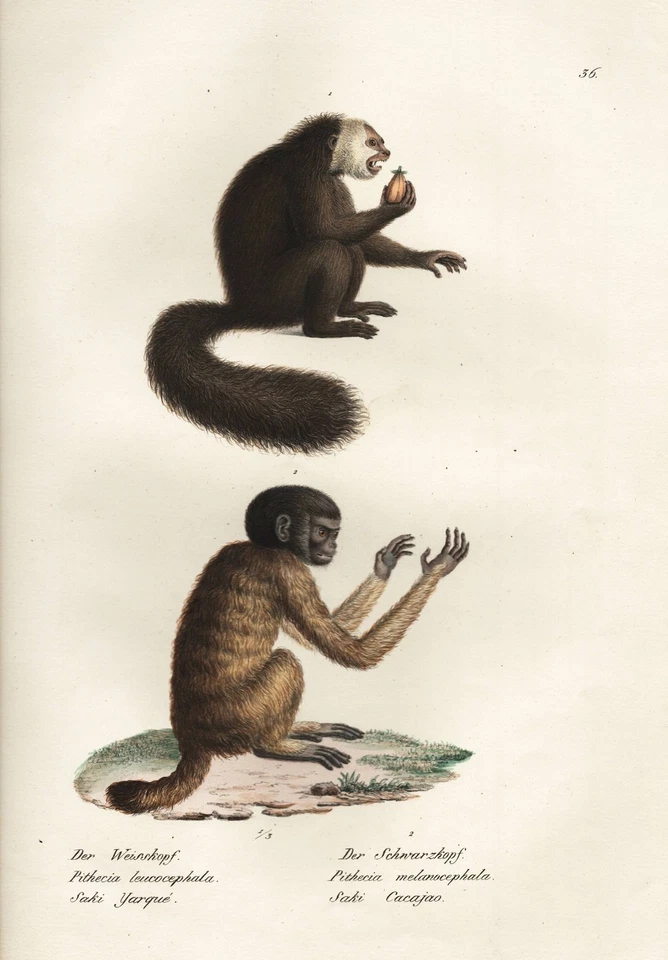 Büschelaffe marmorset Affe Äffchen Affen ape monkeys Lithographie Brodtmann 1824 - Bild 1 von 1