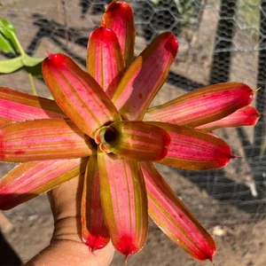 Midi Neo AUSSIE DREAM x GRACE - Small Sized Grower - Neoregelia / Bromeliad. - Picture 1 of 9