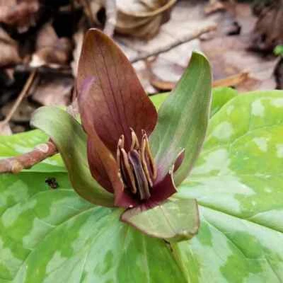 Sweet Betsy Trillium Cuneatum Perennial Bare Root Live Plant Outdoor Garden - Image 1 of 4