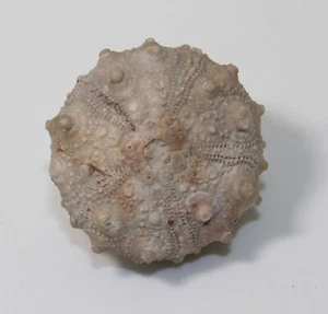 Riccio di mare, Asterocidaris bistriata, Giura, Bajoc, Boulemane, Marocco -x373 - Foto 1 di 6