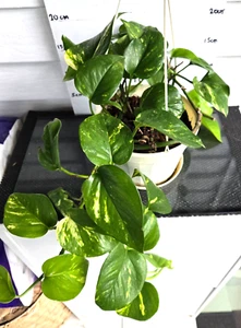Devils Ivy (Epipremnum Aureum) Indoor Plant 3 cuttings - Picture 1 of 5