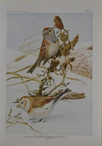 Antiguo arte de aves ornitología aves de Nueva York gorrión árbol historia 1923 - Imagen 1 de 7