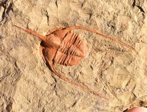 Fósil Trilobite, Ampyx cf. prisco, de Marruecos #2 - Imagen 1 de 2