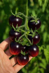 Midnight Snack Cherry Tomato – 50 Seeds - Picture 1 of 1