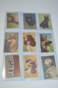 Vintage Color Postcard Alfred Mainzer Dog Lot of 9 - Picture 1 of 7