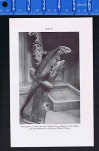Galapagos Islands iguana lizard & American Rattlesnake -1934 Print - Picture 1 of 2
