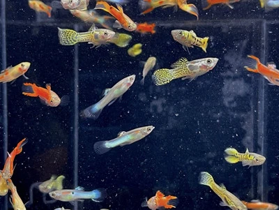 10 machos Endler surtidos Foto 1 de 2