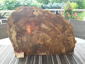 Fossilie Versteinertes Holz Baumscheibe sehr groß ca. 4,8 kg - Bild 1 von 9