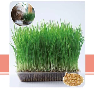 Wheatgrass Seeds - Cat Grass - Non Gmo - Edible - Microgreens Seeds - Picture 1 of 9