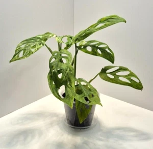 Monstera Adansonii Indonesian Marble #2 - Picture 1 of 4