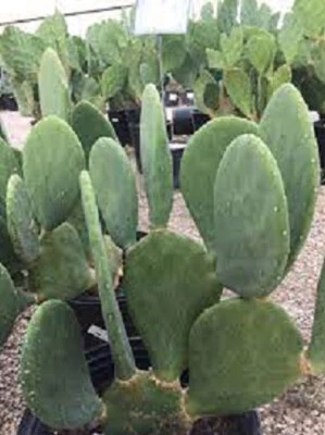 HARDY! SPINELESS OPUNTIA CACANAPA PRICKLY PEAR Cactus Plant - 2 Pads / Cuttings - Image 1 of 3