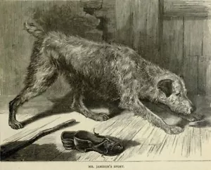 IRISH TERRIER DOGS Illustration Print 1881 Dog STAMPA ANTICA Passepartout - Picture 1 of 1