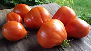 10 Tomatensamen Puzata Hata sehr großzügig lecker - Bild 1 von 8