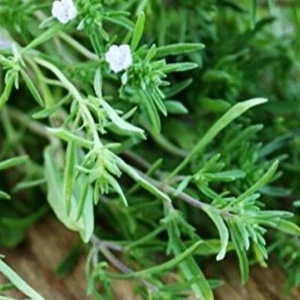 1200+ SUMMER SAVORY SEEDS (Satureja hortensis)- Culinary & Medicinal Herb - Picture 1 of 3