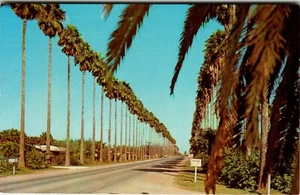 Postcard TX Palm Bordered Highway 281 Mexico to Pharr Lower Rio Grande Valley - Picture 1 of 2