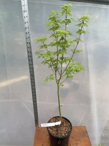 Tsukasa Silhouette - Japanese Maple, 1 Gallon - Picture 1 of 3