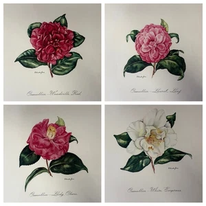 Vintage Drucke von E. Simister Jones. 4 Vintage Blumendrucke - Bild 1 von 16