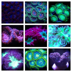 FREE SHIPPING 12x CORAL PACK ACAN, BLASTO, EUPHYLLIA, ZOA, DUNCAN - Picture 1 of 1