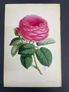 Botanicals, Roses, Antique Prints, James Andrews, Floral Magazine, 1866, #312 - Picture 1 of 1