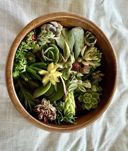 Assorted Succulent Cuttings – Beginner-Friendly | Optional 3D-Printed Planter - Picture 1 of 10