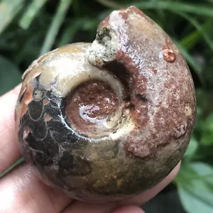 77G INCREÍBLE PERMIAN ENTERO 3 COLORES SUTURA AMONITA FÓSIL CALCITA MOLUSCO - Imagen 1 de 15