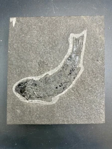 Fossil fish – Osteolepis macrolepidotus – Scotland – Devonian lobe-finned specim - Foto 1 di 5