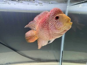 Gold base Flowerhorn Male Live fish 10-inc - Picture 1 of 3