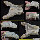Rare Hyaenodon Palate Section, Hyaenodon cruentus, Fossil, Oligocene S Dak, K343