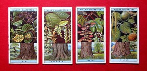 WILLS  4 ANTIQUE 1924 CIGARETTE CARDS FLOWERING TREES & SHRUBS  No's 20-26-31-45