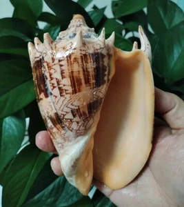 Large Natural Imperial Volute Conch Voluta Imperialis Seashell Rare Real 5-6" In - Picture 1 of 6