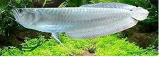 D'Acqua Dolce Argento osteoglossidae osteoglossum bicirrhosum 20CM esemplare per