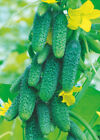 Seeds Cucumber Zubrenok F1 Early Vegetable Giant Organic Heirloom NON-GMO