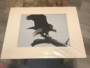 Aquila calva americana arroccata - opaca per 20" x 16,25" firmata David Z Guy - Foto 1 di 4