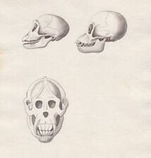 1800 Skelett Affe monkey squelette skeletal original Aquarell watercolor drawing